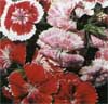 wf_pinks_sweetwilliam.jpg